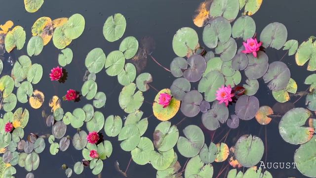 1 секунда каждый день (почти) 2022 || 1 second every day || A l i n a L e v a r t смотреть онлайн