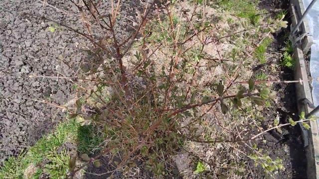 ГРЯДКИ для Огурцов по Новому! Посеяла Морковь и посадила Картошку. смотреть онлайн