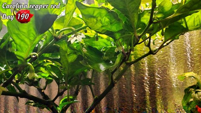 Каролина Рипер красная. Дни 181-195. Рост перца. смотреть онлайн
