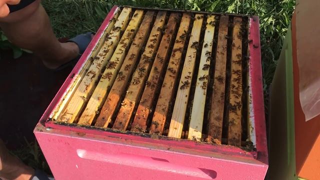 карника и бакфаст сравнение смотреть онлайн