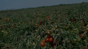 Тушда Дала курса | Tushda Dala ko'rsa