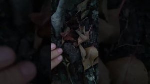 Яблоня (саженцы) на подвое ММ 106 - 6сортов