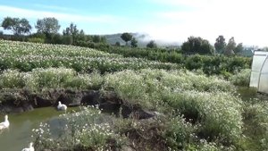 Гуси растут - сердце радуют! А Гошка всё равно гоняет всех, никак не успокоится!