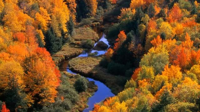 1 ЧАС - Природа.Травы.Пение птиц. Музыка.Релакс.Медитация.Звуки природы. #50 смотреть онлайн