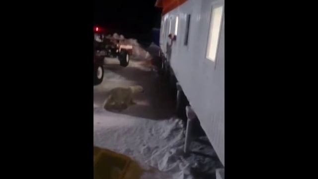 остров Врангеля смотреть онлайн