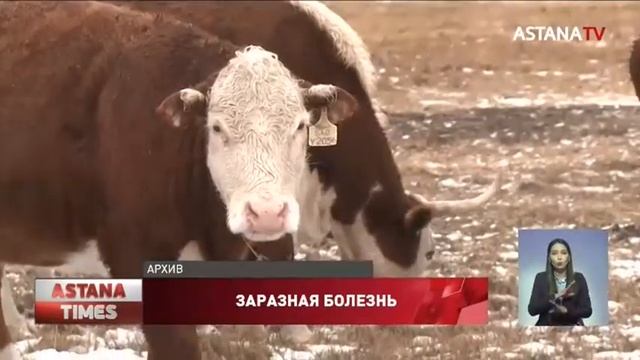Два года без вакцинации: заразная болезнь косит скот в Карагандинской области смотреть онлайн