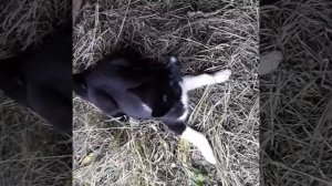 Восточносибирская лайка, щенки