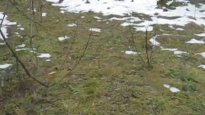 Норы Борсука