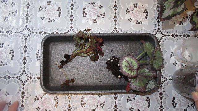 Мои подрастающие декоративно-лиственные бегонии.Обзор и пересадка растений. смотреть онлайн