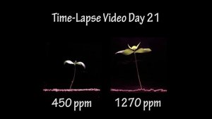 Эффективность подкормки растений углекислым газом