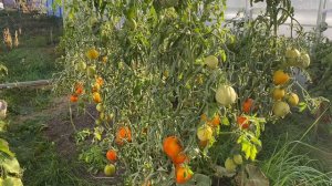 Урожай 07-09-2024