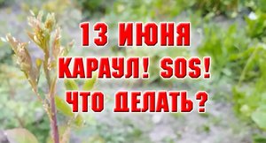 13 июня. Караул! SOS! Чем помочь