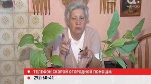 Голова садовая. Как правильно высаживать баклажаны