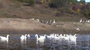 @Гусь домашний, содержание гусей на реке