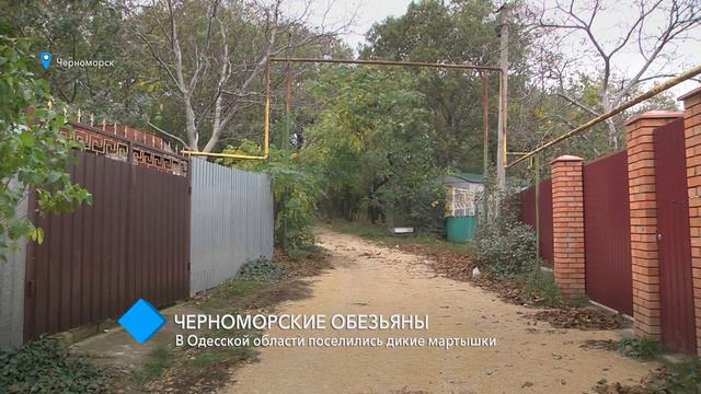 «Черноморские обезьяны»: под Одессой поселились дикие мартышки смотреть онлайн
