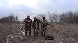 Охота на зайца легавая собака английский сеттер сама поймала косого