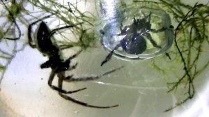 Argyroneta aquatica (Diving bell spider) mating