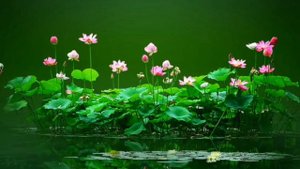 Релакс. Роберт Адамс стать спокойным