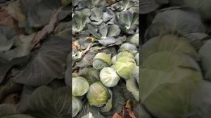 Капуста сорт атрия .