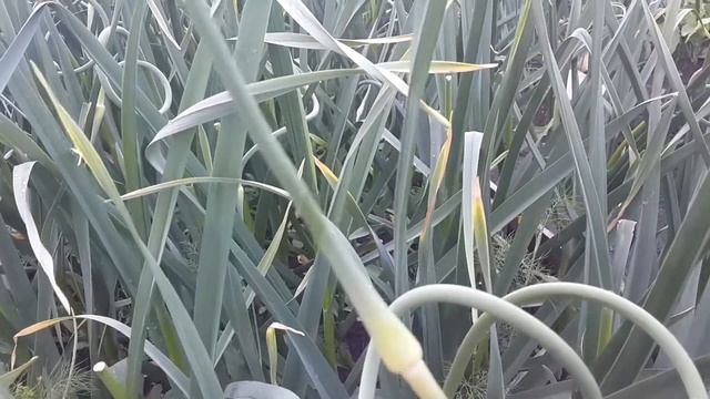 Как, и зачем удалять стрелки у озимого чеснока! смотреть онлайн