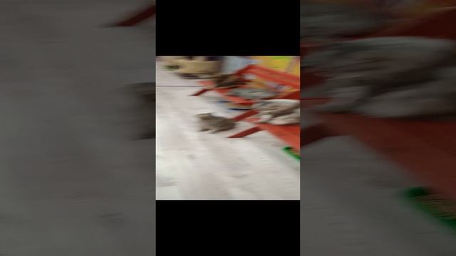 МНОГО МНОГО КОШЕК!!!!