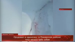 Орудовал в одиночку: тигр загрыз трёх собак