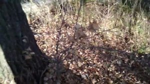 Что за грибы растут высоко на дереве с ножкой и шляпкой