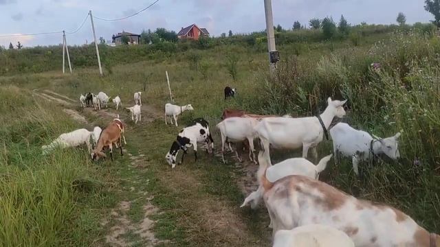 Жалко,что нет пастуха и кнута.Вы знаете,чей сын бесячий козёл? смотреть онлайн