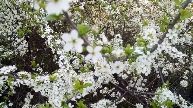 Цветы и листья терна лечат весь желудочно-кишечный тракт.