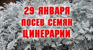 29 января. Посев цинерарии