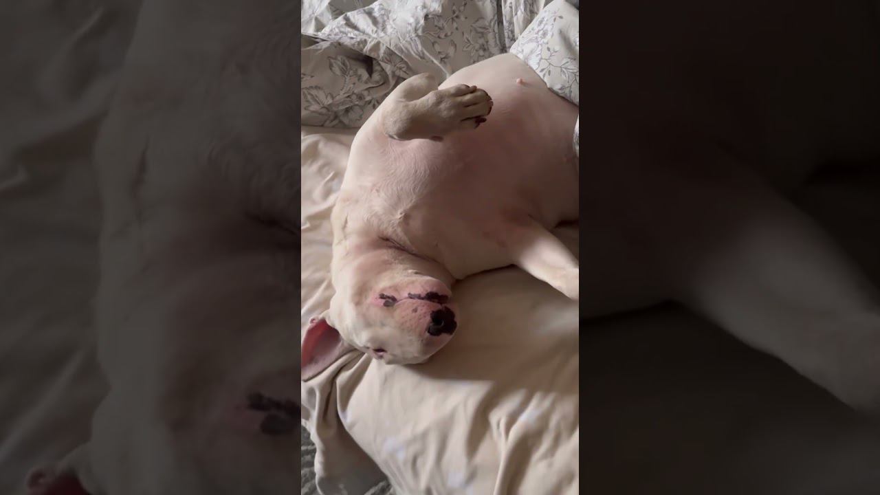 26.04.24. Бультерьер. Мася спит на папином месте))) #bullterrier #бультерьер