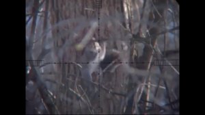 PCP пневматика. Сравнение Edgun Matador 5.5 мм и Benjamin Marauder 6.35 мм на охоте на белок.