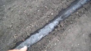 СЕЕМ САДИМ ОГУРЦЫ и КУКУРУЗУ