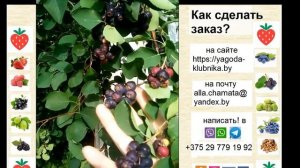 Ирга канадская в 23 году