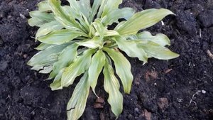 #hosta #WhiteFeather #сад #хоста #белаяхоста / Белая хоста Вайт Фезер(лат.hosta White Feather) лето