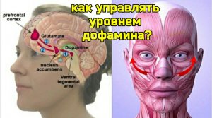 Как мозг создаёт радость? Уникальные упражнения для укрепления дофаминовых нейронов