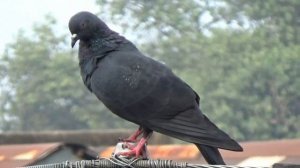 Sony  HDRCX405 9.2MP handycam Camcorder Very nice zooooooom power