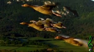 А жизнь продолжается ...  исп. Сергей Колесников.