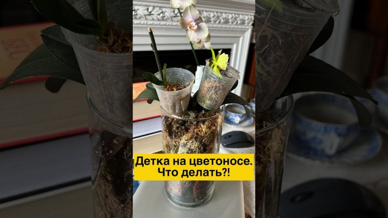 #данапротасова #orchid #орхидеи #орхідеї #деткаорхидеи