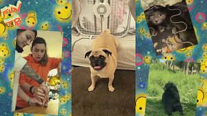 Подборка позитивных видео приколов из интернета | # 18