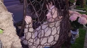 Не поверите ! Такой красотой встречает Тишинка Гастро Холл . Подарки от зрителей . Элла Австралия