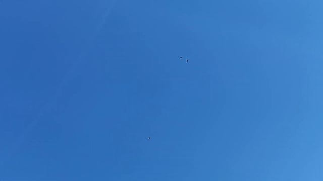 Для тех кто говорит что ставропольские голуби (кофейные сороки) не летают !!! смотреть онлайн