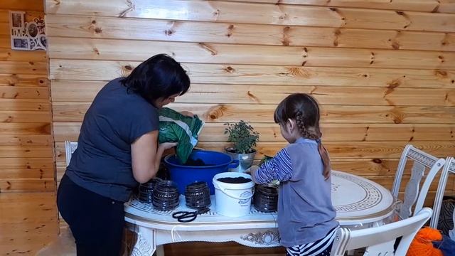 Выращиваем огурцы и помидоры на подоконнике, а еще и редис. Посадка.