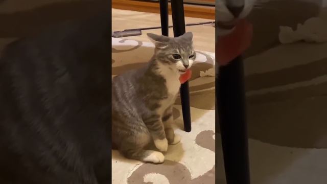 Кот-рыболов смотреть онлайн