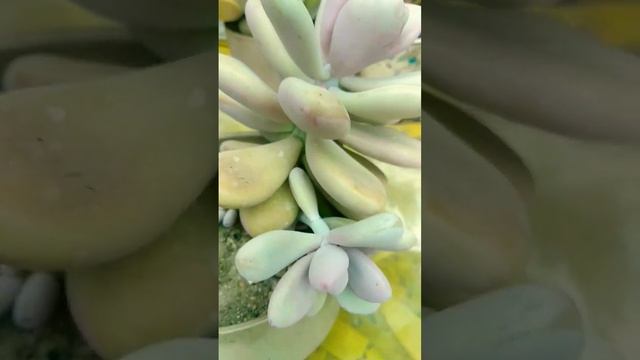 Pachyphytum Oviferum