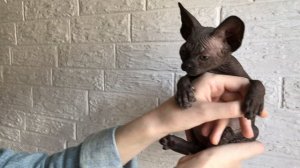 Котёнок Сфинкс чёрного окраса