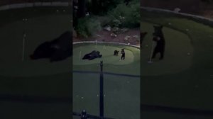 Просто семья медведей пытается играть в гольф
