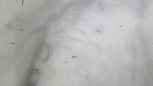 MVI 6719 след снежного человека на снегу