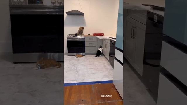 Kitty Soap Opera: Chapter 70... The Sass Mouth, Alcoholic, Catnip Dealer, and Pentecostal Kitties. смотреть онлайн