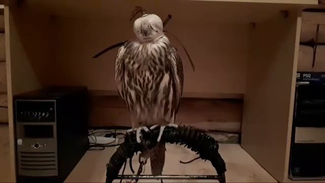 Выбор имени домашнему питомцу. Как назвать сокола? смотреть онлайн